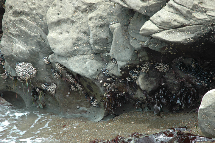 Moonstone Beach 056.jpg